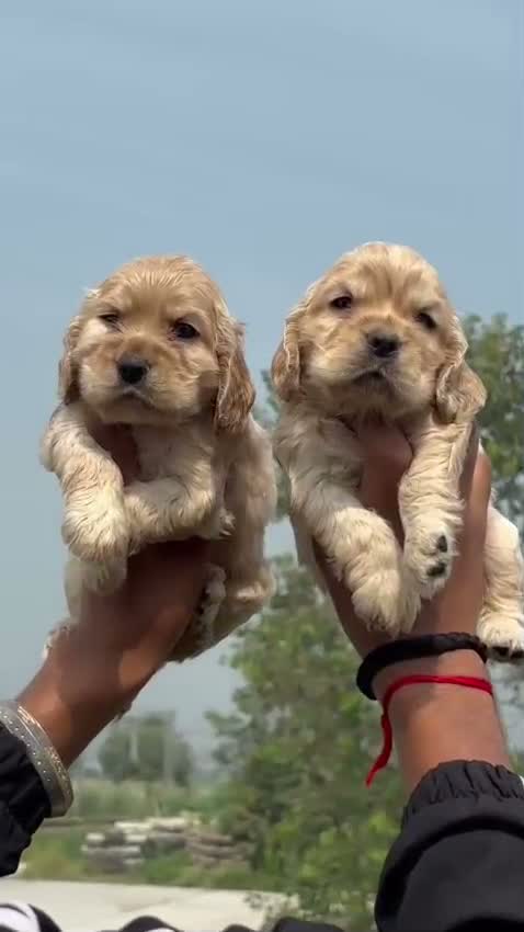 Cocker Spaniel Puppy, farm video