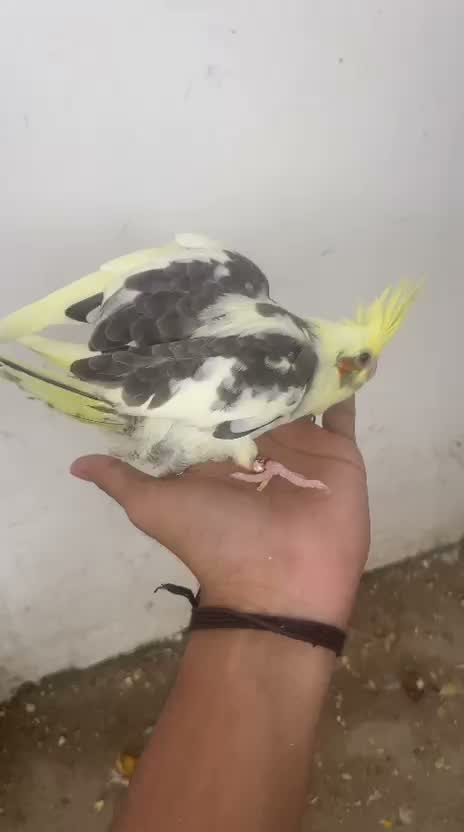 Cockatiel, farm video