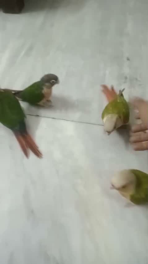 Pineapple Headed Conure, farm video
