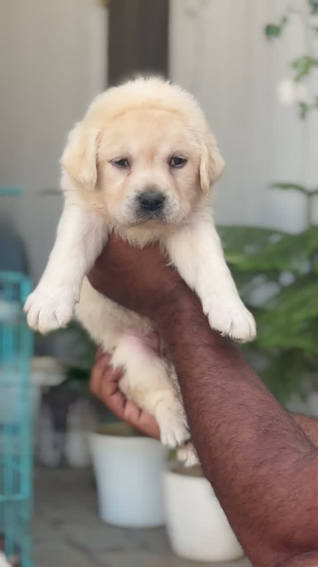 Beagle Black & Tan Puppy, farm video