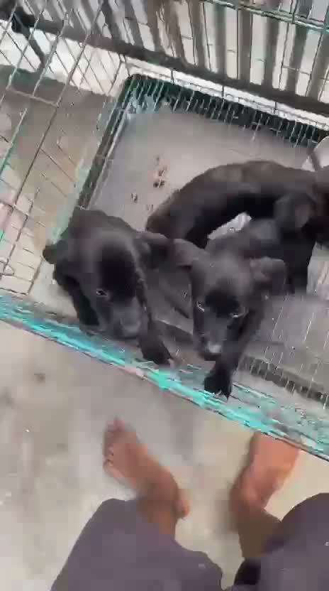 Pomeranian Puppy, farm video