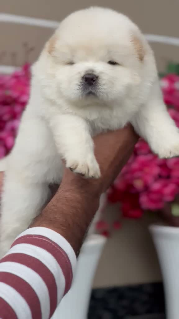 Persian, farm video