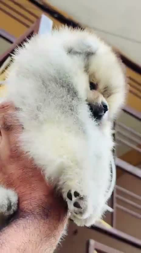 Toy Poodle Puppy, farm video