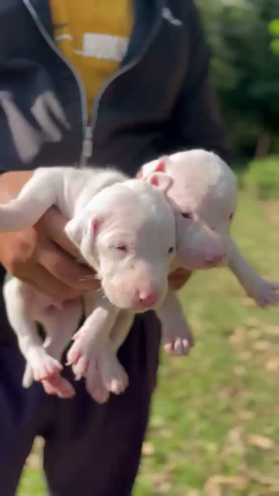 American Bully Pocket Size Puppy, farm video