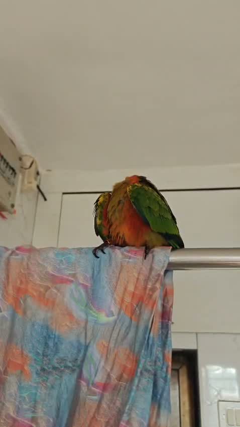 Sun Conure, farm video