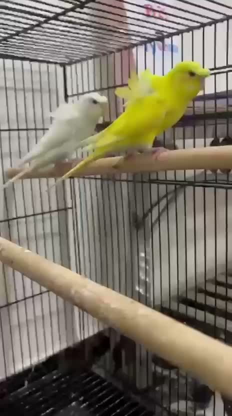 Homer Pigeon, farm video