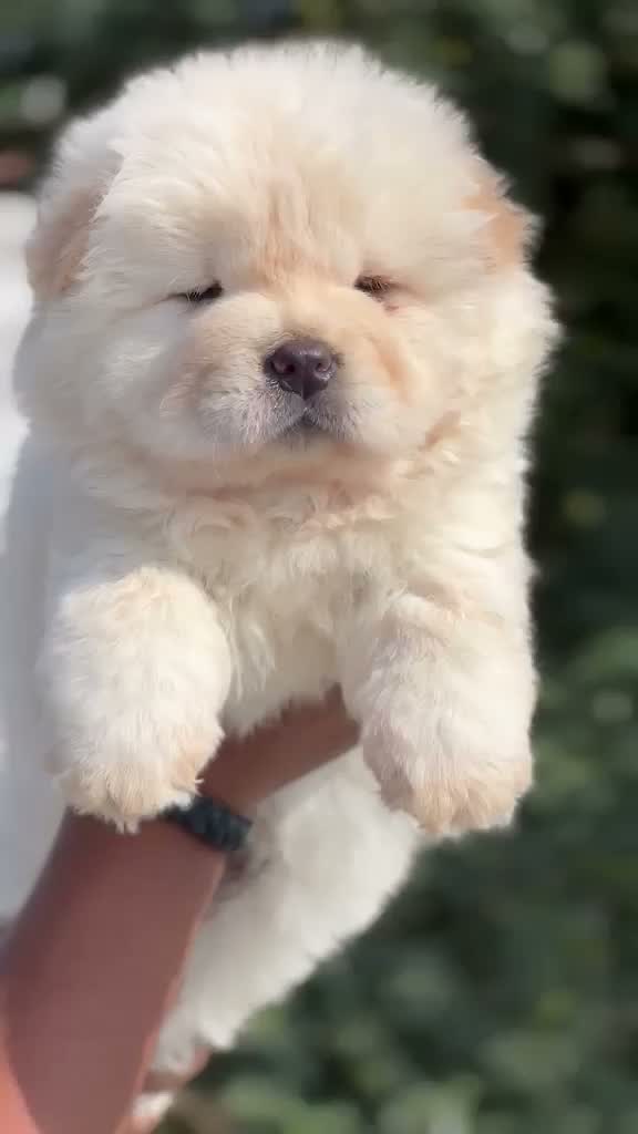 Chow Chow Puppies, farm video