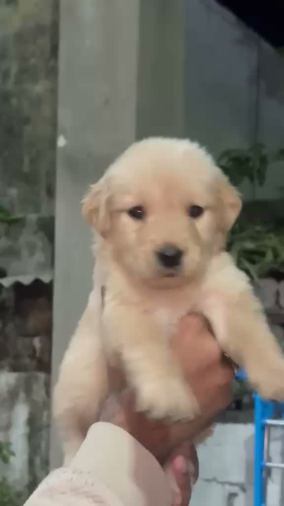 Golden Retriever, farm video