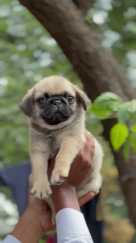 Pug Puppy | Black, farm video