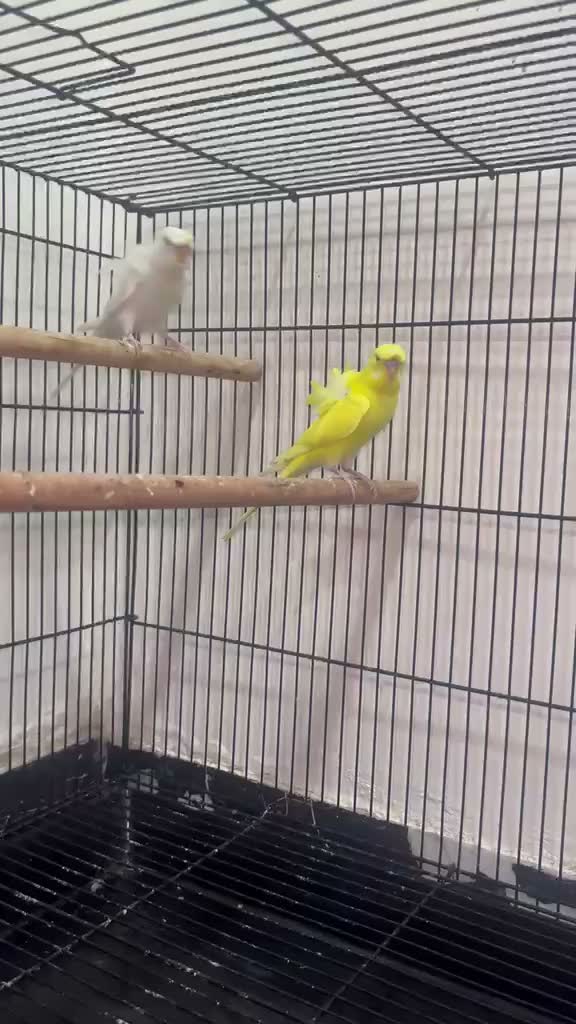 Fantail Pigeon, farm video
