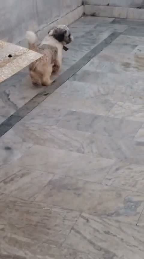 Shih Tzu | Black Color, farm video