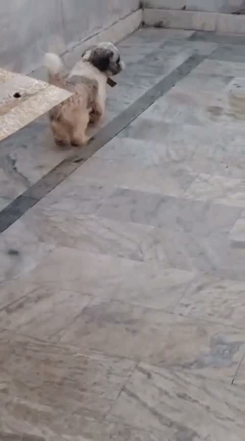 Shih Tzu | Black Color, farm video