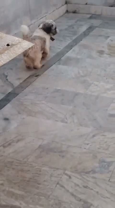 Shih Tzu | Black Color, farm video