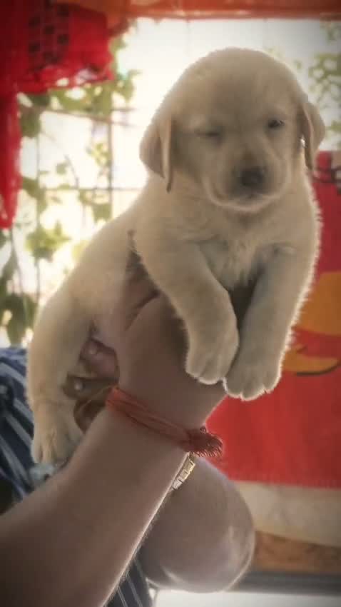 Beagle Black & Tan Puppy, farm video