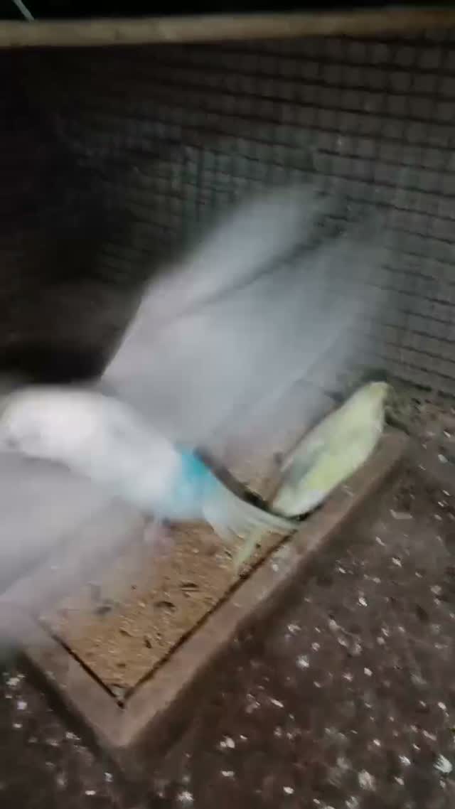 Budgies, farm video