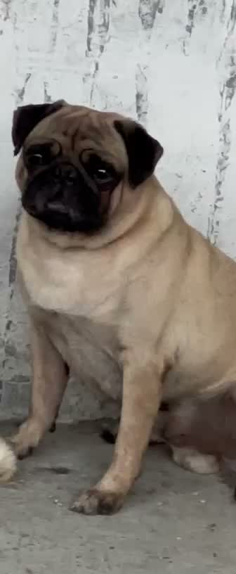 Pug Puppy | Black Color, farm video