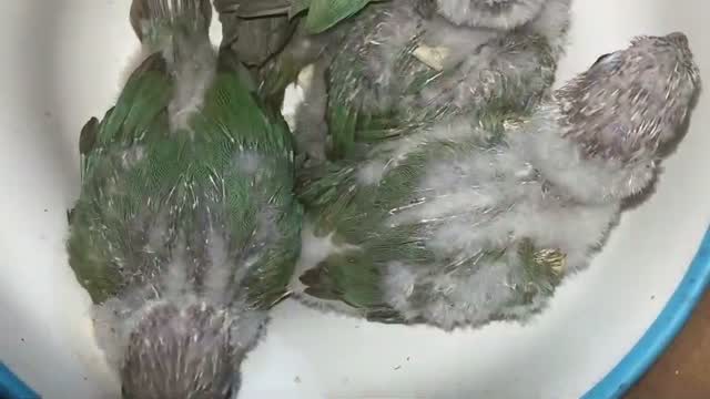Pineapple Headed Conure, farm video