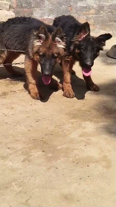 German Shepherd Puppy, farm video