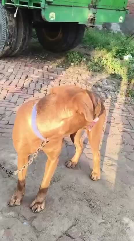 Tibetan Mastiff Puppy, farm video
