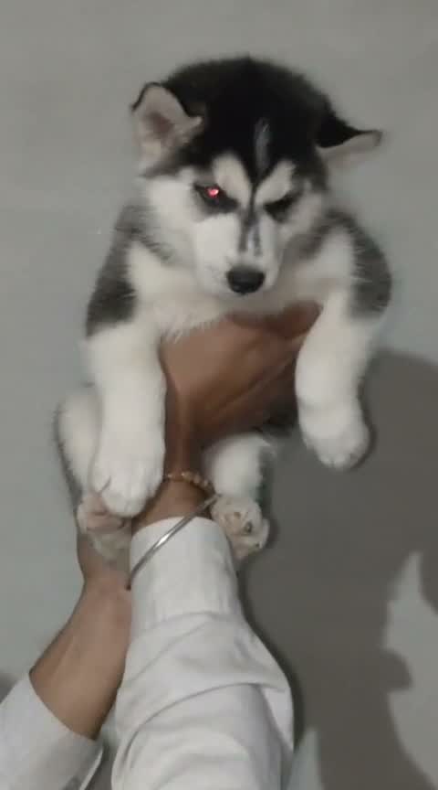 Siberian Husky Puppy | Black & White Color, farm video