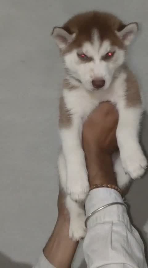 Siberian Husky Puppy | Black & White Color, farm video
