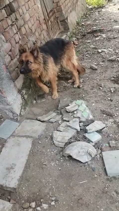 German Shepherd Puppy, farm video