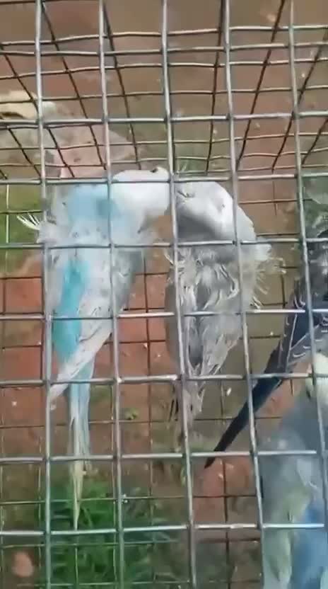 Helicopter Budgies, farm video