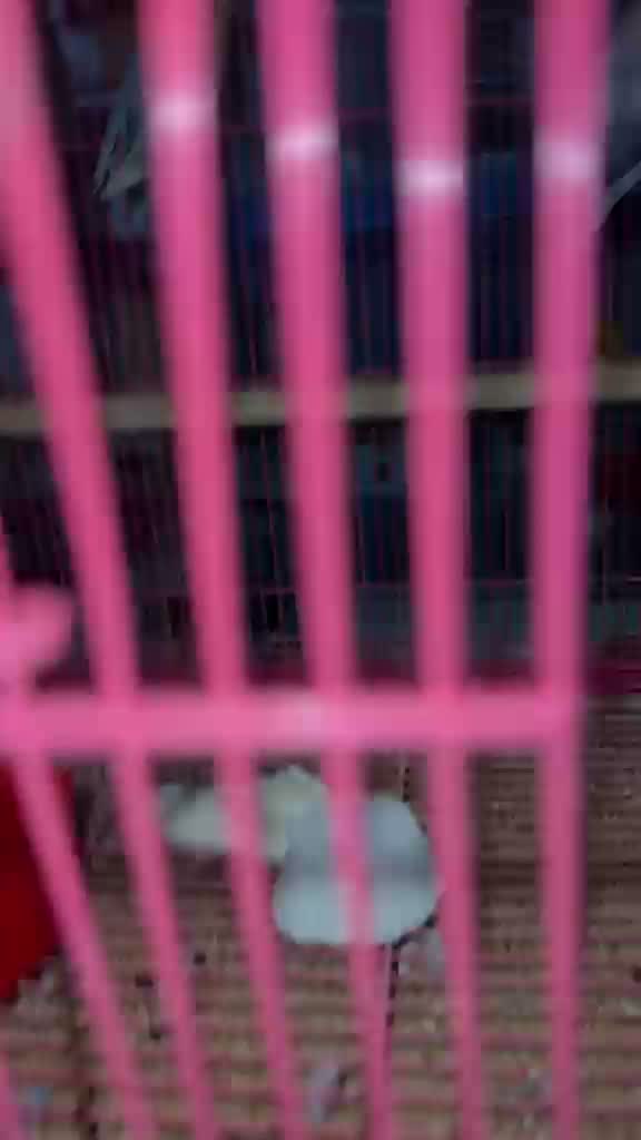 Blue Throated Conure, farm video
