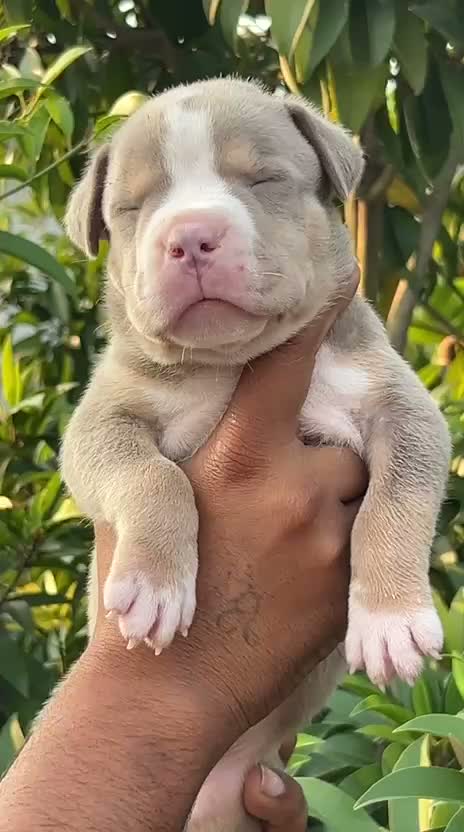 American Bully XXL Size Puppy, farm video