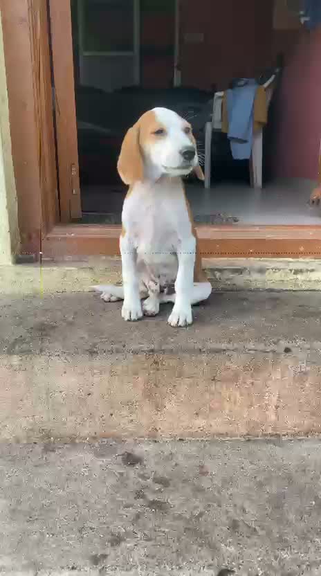 Beagle Black & Tan Puppy, farm video