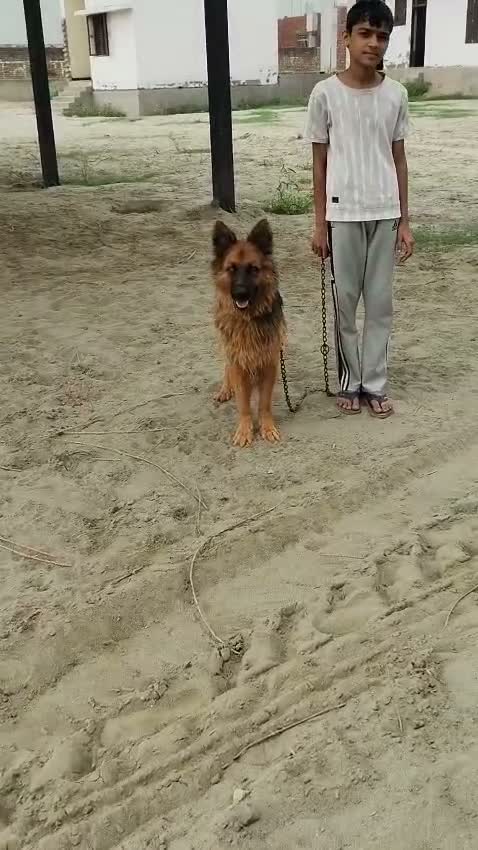 German Shepherd Puppy, farm video