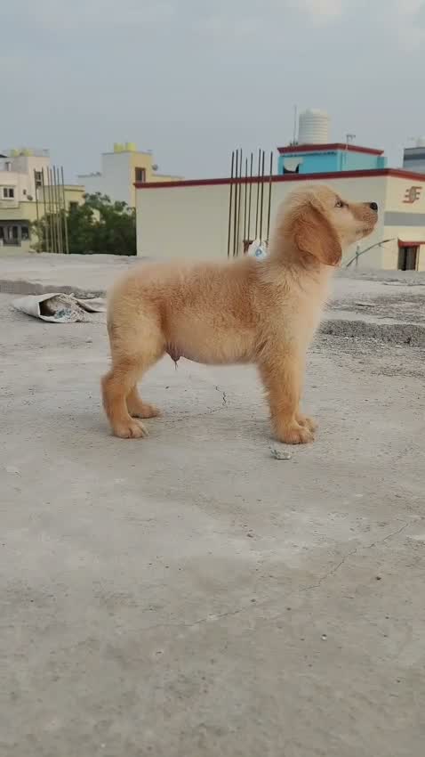 Dachshund Puppy, farm video