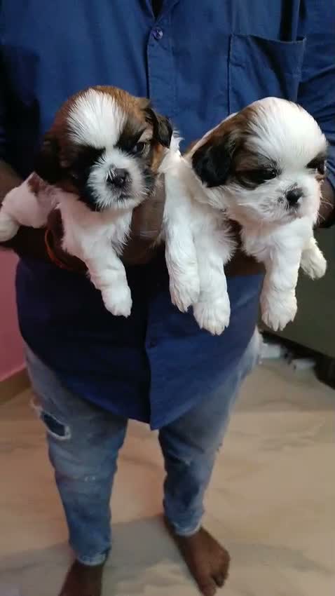 Shih Tzu | Black Color, farm video