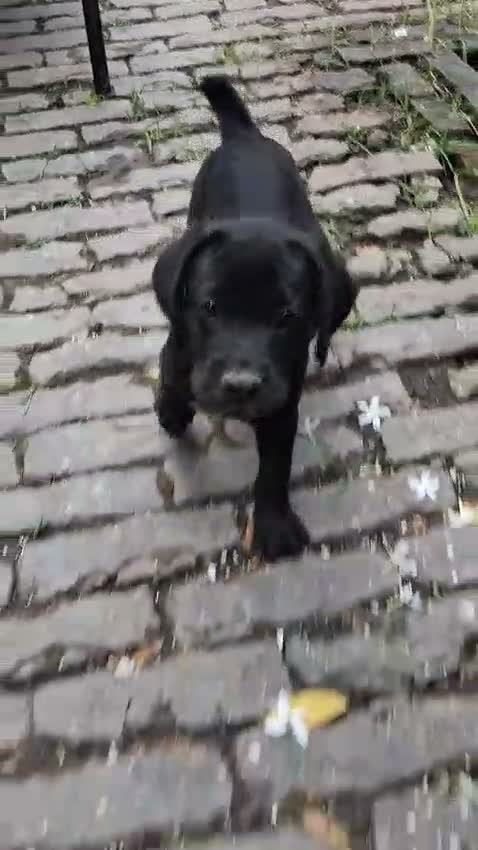 Cane Corso Puppy, farm video