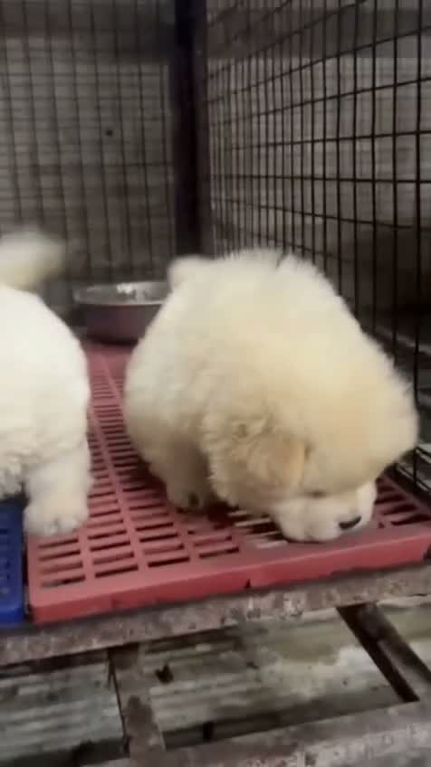 Chow Chow Puppies, farm video