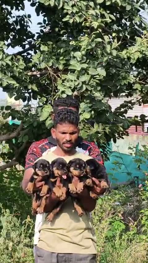 Rottweiler Puppy, farm video