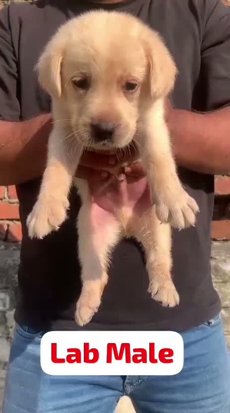 Beagle Black & Tan Puppy, farm video