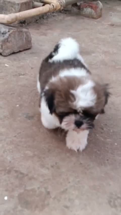Dachshund Puppy, farm video