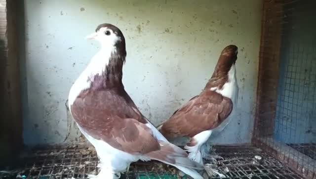 Chotiyal Pigeon, farm video