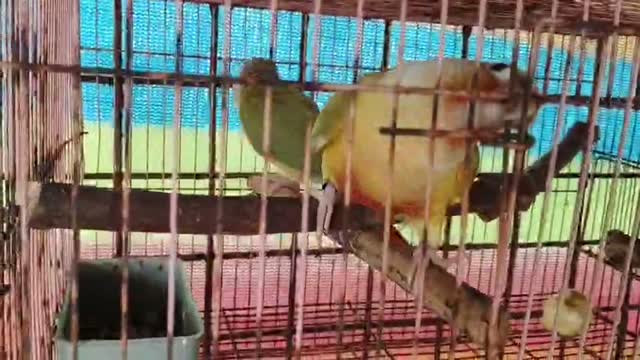 Pineapple Headed Conure, farm video