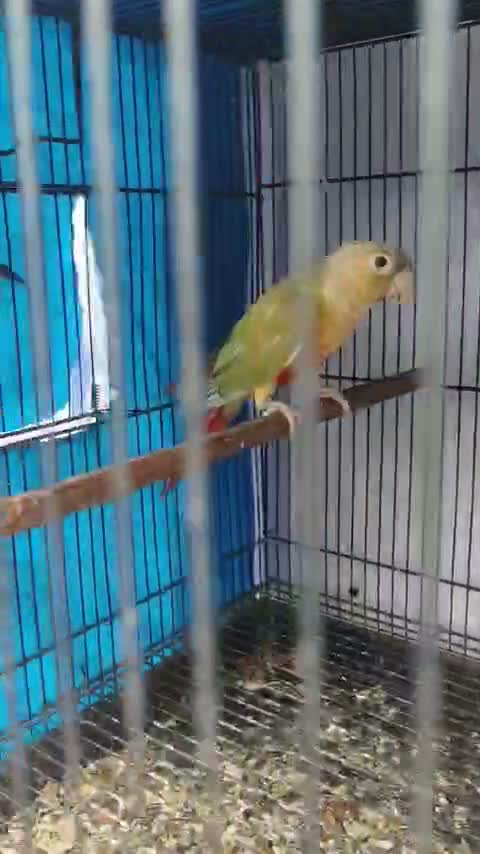 Pineapple Headed Conure, farm video