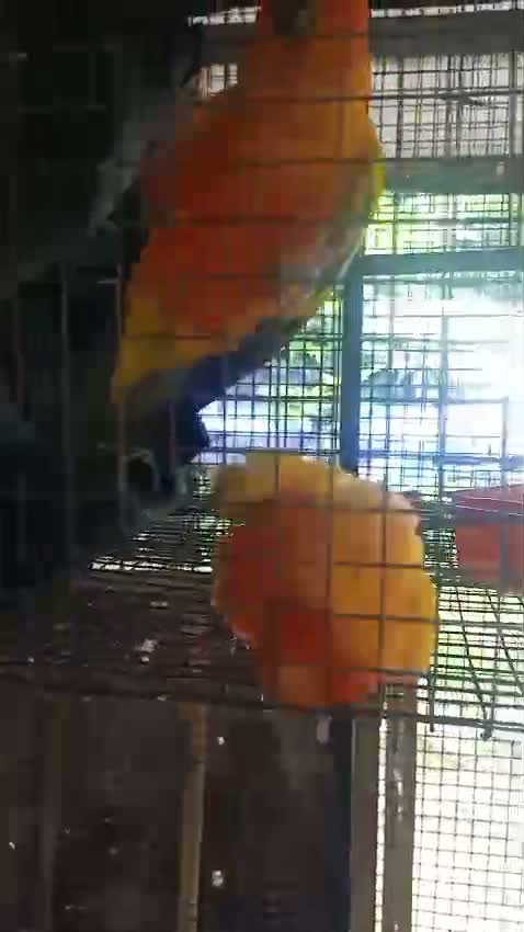 Sun Conure, farm video