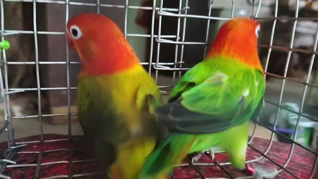 African Love Birds | Violet, farm video