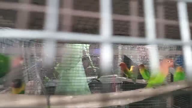 African Love Birds | Violet, farm video