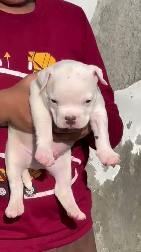 American Bully Pocket Size Puppy, farm video