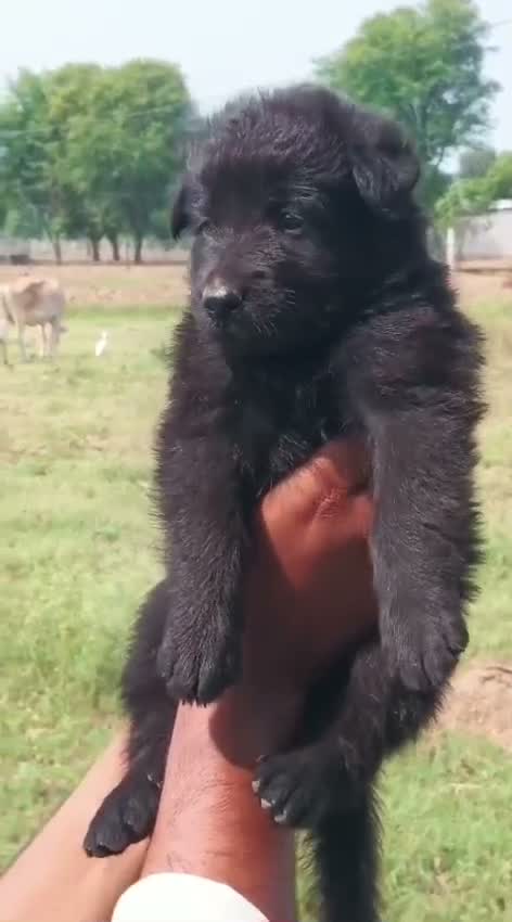 German Shepherd Puppy, farm video