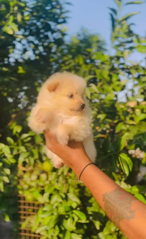 Pomeranian Puppy, farm video