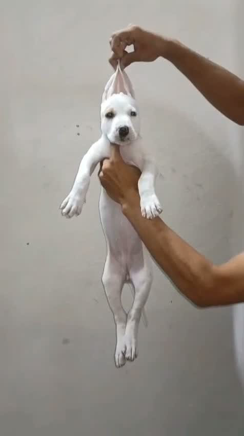 Dogo Argentino Puppy, farm video