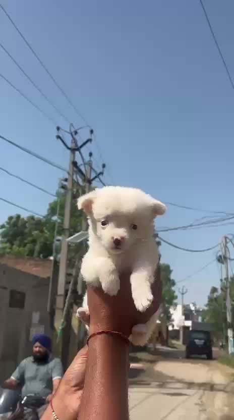 Pomeranian Puppy, farm video