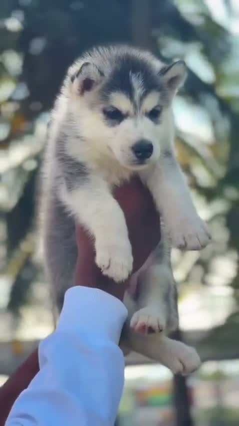 Siberian Husky Puppy | Black & White Color, farm video